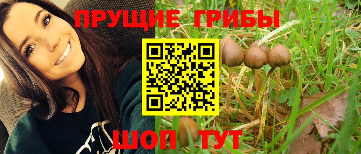 Галлюциногенные грибы GOLDEN TEACHER  Вход с VPN  Гай 